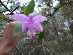 Cattleya loddigesii