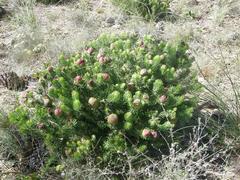 Leucadendron teretifolium