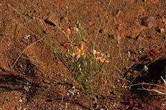 Moraea fenestrata