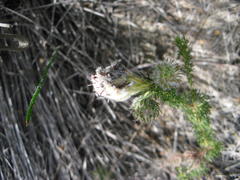 Serruria trilopha
