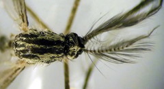 Aedes geniculatus