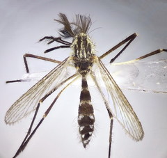 Aedes geniculatus