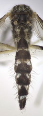 Aedes geniculatus