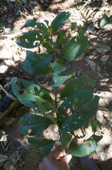 Vernonanthura patens