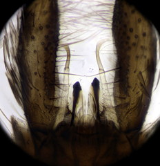 Aedes geniculatus