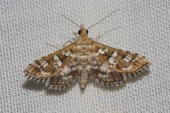 Sameodes iolealis