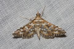 Sameodes iolealis