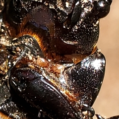 Parasitiformes