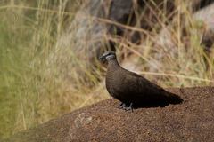 Petrophassa albipennis