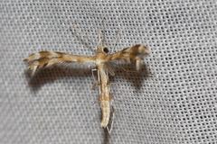 Trichoptilus ceramodes