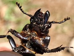 Parasitiformes