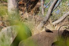 Petrophassa albipennis