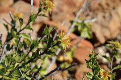 Berkheya spinosa
