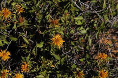 Berkheya spinosa