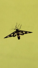 Amata sperbius