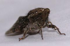 Platypleura techowi