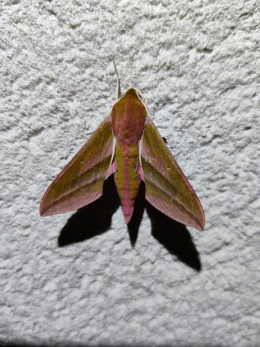 Deilephila elpenor
