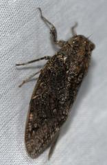 Platypleura techowi