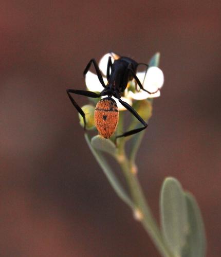 Karoo Balbyter Ant photo 6