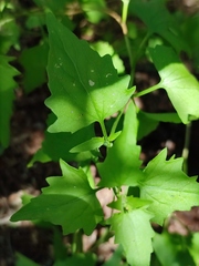 Brickellia coulteri