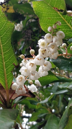 Clethra arborea (Clethra arborea)