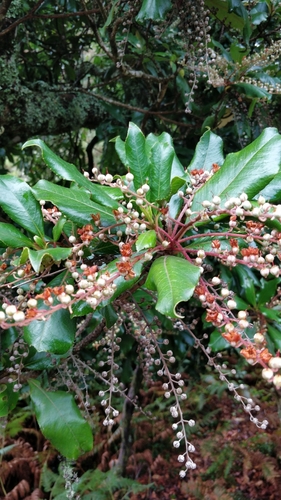Lily of the Valley Tree