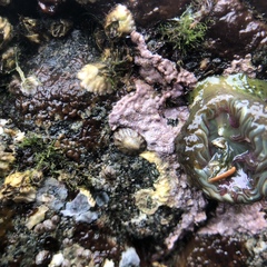 Chamberlainium tumidum