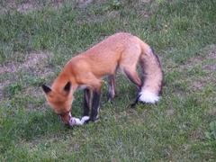 Vulpes vulpes