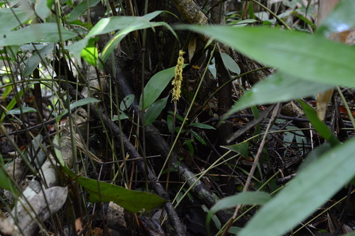 Pariana maynensis