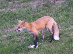 Vulpes vulpes