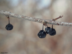 Rhamneae
