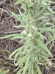 Pseudognaphalium helleri