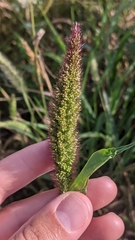 Setaria italica
