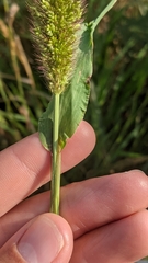 Setaria italica