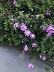 Lantana