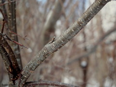 Rhamneae