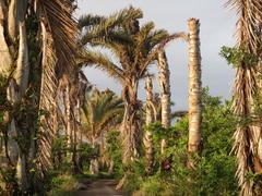 Raphia australis