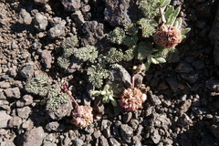 Cymopterus cinerarius