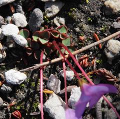 Oxalis commutata concolor