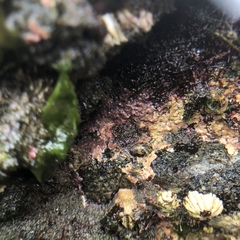 Chamberlainium tumidum