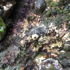 Chamberlainium tumidum