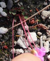 Oxalis commutata concolor