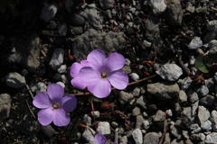 Oxalis commutata concolor