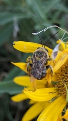 Melissodes desponsus