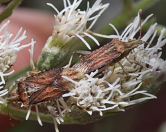 Harmostes fraterculus