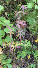 Aconitum delphiniifolium