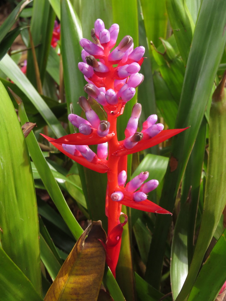 Aechmea weilbachii