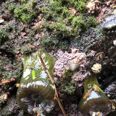 Chamberlainium tumidum