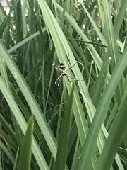 Argiope argentata