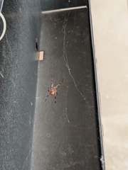 Latrodectus geometricus